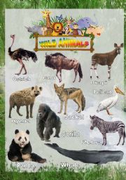 Wild animals - Poster 4