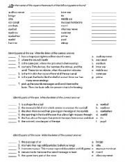 English Worksheet: Parts of the nose, eyes and ears worksheet