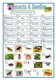 English Worksheet: Insects & beetles matching