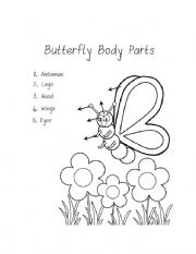 English Worksheet: Butterfly Body Parts