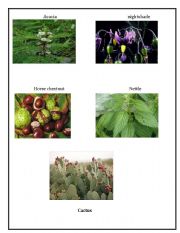 English Worksheet: Plants