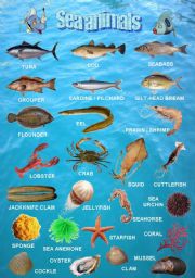 English Worksheet: Sea animals 2/2