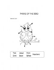 English Worksheet: Parts of the Bird