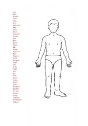 English worksheet: Human body