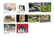 English worksheet: Animals & Their Young Ones