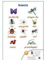 English Worksheet: Insects Pictionary