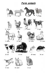 Farm animal vocabulary