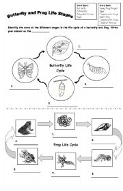 English Worksheet: FROG and BUTTERFLY Life Cycle