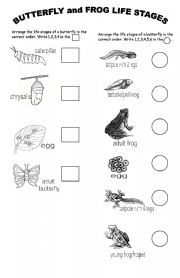 English Worksheet: BUTTERFLY and FROG Life Stages (Version 2)