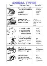 English Worksheet: TYPES OF ANIMALS