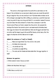 English Worksheet: Reading Text -Ostrich