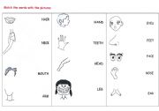 English Worksheet: the parts of the body