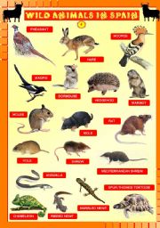 English Worksheet: Wild animals in Spain 4/4