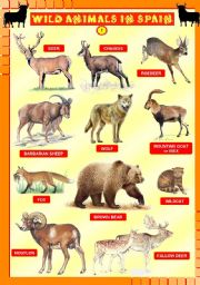 Wild animals in Spain 1/4 - UPDATED