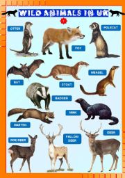 English Worksheet: Wild animals in UK 1/2