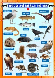 English Worksheet: Wild animals in UK  2/2