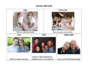 English Worksheet: Life Cycle of Humans