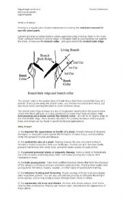 English worksheet: Why pruning?