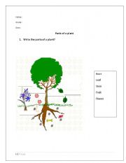 English Worksheet: Plants Parts Functions 
