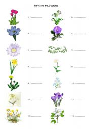 English Worksheet: Spring flowers - vocabulary