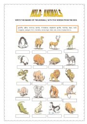 English Worksheet: Wild animals