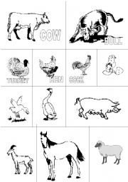 English Worksheet: FARM ANIMALS