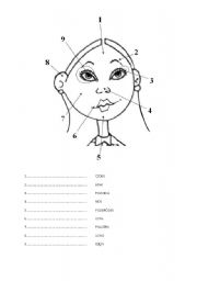 English worksheet: Face