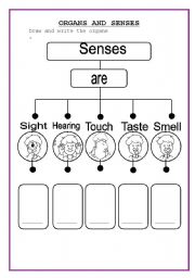 English Worksheet: Senses and organs