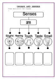 English Worksheet: Senses and organs