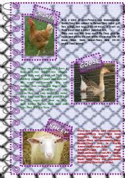 English Worksheet: FACTS ABOUT ANIMALS 4 (farm animals 1)