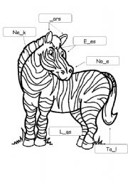 A zebra