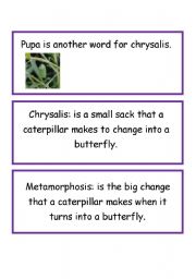 English Worksheet: Definitions of Life cycle of butterfly