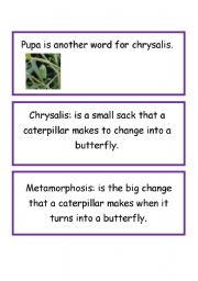 English worksheet: Definitions of Life cycle of butterfly