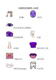 English Worksheet: Face Parts