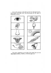 English worksheet: Five Senses - Human Body