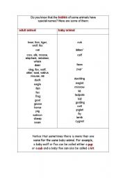 English Worksheet: animals:baby animals