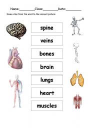 English Worksheet: body parts