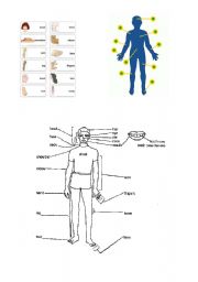 English Worksheet: about human body