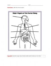 English Worksheet: internal organs