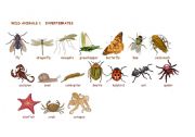 English Worksheet: Wild animals:Invertebrates