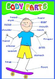 English Worksheet: BODY PARTS