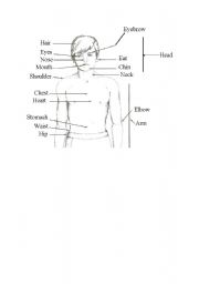 English Worksheet: body parts