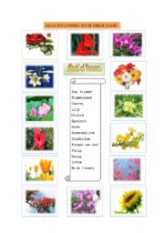 English Worksheet: World of flowers