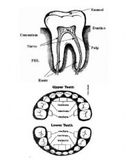 English Worksheet: parts of teeth