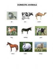 English worksheet: domestic animals