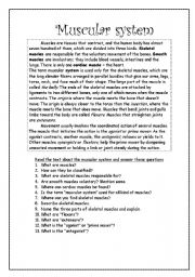 English Worksheet: Muscular system