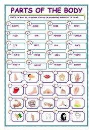 English Worksheet: PARTS OF THE BODY