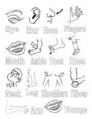 English Worksheet: Body Parts