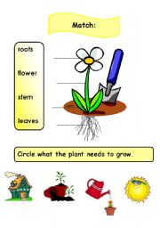 English Worksheet: parts of the plant