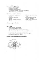 English Worksheet: plants